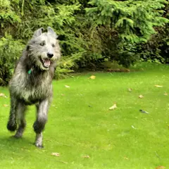 Irish Wolfhound - Photo 10