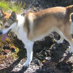 Norwegischer Lundehund - Foto 2