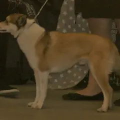 Norwegischer Lundehund - Foto 3