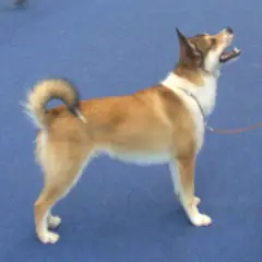 Norwegischer Lundehund - Foto 5