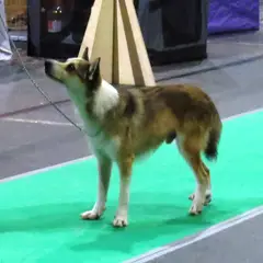 Norwegischer Lundehund - Foto 6