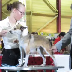 Norwegischer Lundehund - Foto 7