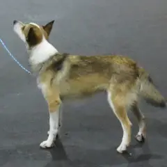Norwegischer Lundehund - Foto 8