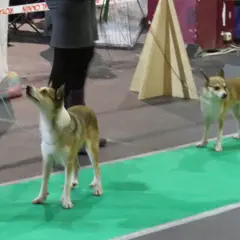 Norwegischer Lundehund - Foto 9