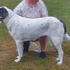 Mastino dell'Alentejo - Foto 2