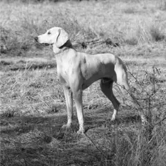 Billy - Foto 1