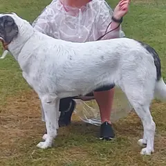 Mastino dell'Alentejo - Foto 3