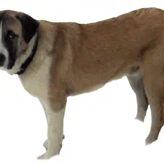 Mastino dell'Alentejo - Foto 4