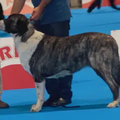 Mastino dell'Alentejo - Foto 5