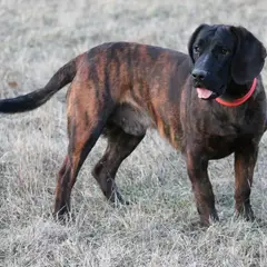 Hanover Hound - Photo 2