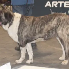 Mastino dell'Alentejo - Foto 6
