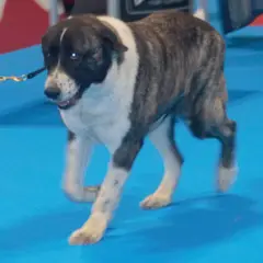 Mastino dell'Alentejo - Foto 7