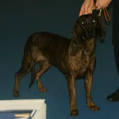 Hanover Hound - Photo 3