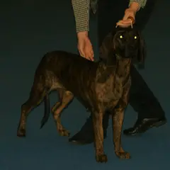 Hanover Hound - Photo 4