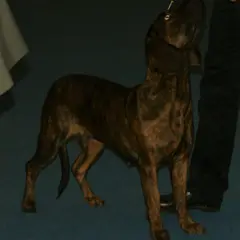 Hanover Hound - Photo 5