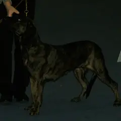 Hanover Hound - Photo 6