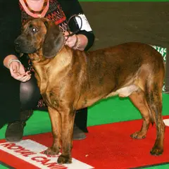 Hanover Hound - Photo 7