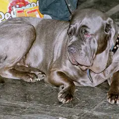 Mastino Napoletano - Foto 2