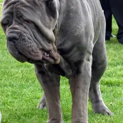 Mastino Napoletano - Foto 3