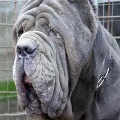 Mastino Napoletano - Foto 4