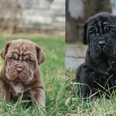 Mastino Napoletano - Foto 5