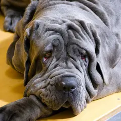 Mastino Napoletano - Foto 6