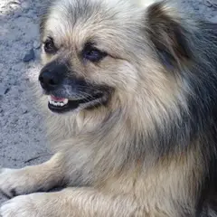 Spaniel Tibetano - Foto 3