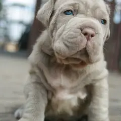 Mastino Napoletano - Foto 7