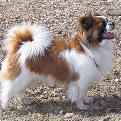 Spaniel Tibetano - Foto 1