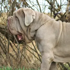 Mastino Napoletano - Foto 8