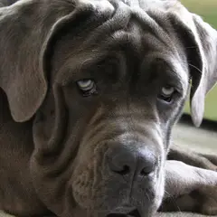 Mastino Napoletano - Foto 9