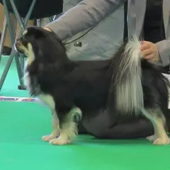 Spaniel Tibetano - Foto 6