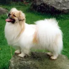 Spaniel Tibetano - Foto 7
