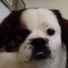 Spaniel Tibetano - Foto 11
