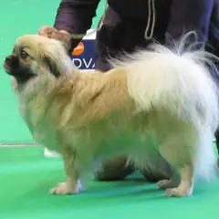 Spaniel Tibetano - Foto 12