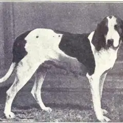 Amerikanischer Foxhound - Foto 2