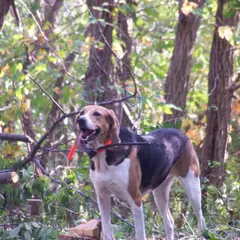Amerikanischer Foxhound - Foto 3