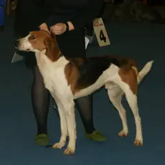 Amerikanischer Foxhound - Foto 4
