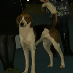 Amerikanischer Foxhound - Foto 5