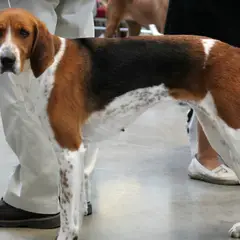 Amerikanischer Foxhound - Foto 6