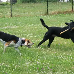 Amerikanischer Foxhound - Foto 7