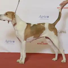 Amerikanischer Foxhound - Foto 8
