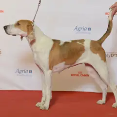 Amerikanischer Foxhound - Foto 9