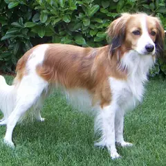 Kooikerhondje - Photo 1