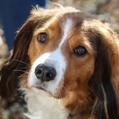 Kooikerhondje - Photo 2