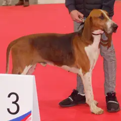 Grande Anglo-Francês Tricolor - Foto 4