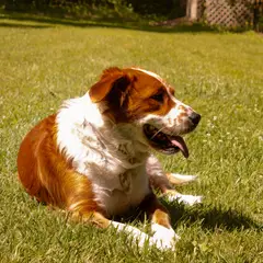 Kooikerhondje - Photo 3