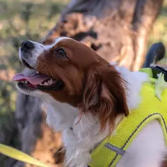 Kooikerhondje - Photo 4