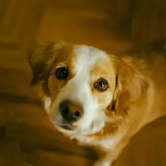 Kooikerhondje - Photo 5