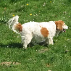 Kooikerhondje - Photo 6